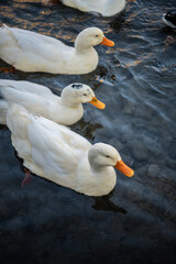 ducks in the river in the Ihlara valley