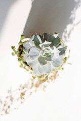 Beautiful Succulent in Flowerpot