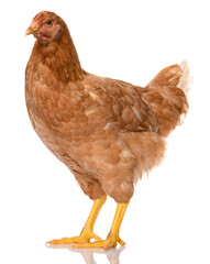 one brown chicken isolated on white background, studio shoot