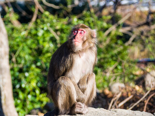 大分県高崎山自然動物園のサルたち