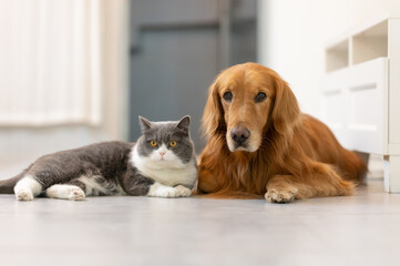 British Shorthair and Golden Retriever