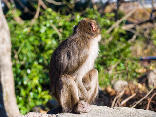 大分県高崎山自然動物園のサルたち