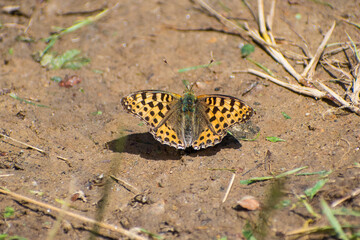Issoria lathonia - Queen of Spain fritillary