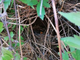 bird nest on a tree