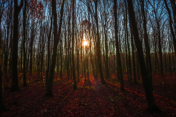Fototapeta premium autumn forest on a background of sunset and blue sky 