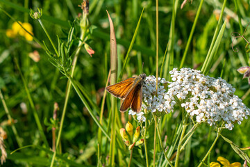Ochlodes sylvanus - Large skipper