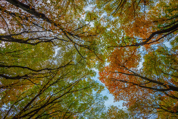 autumn trees against the blue sky 