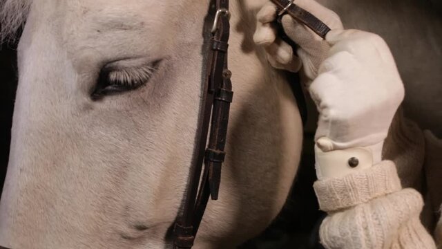 A woman zips a bridle on a white horse. Caring for pets, love, stables, Close up
