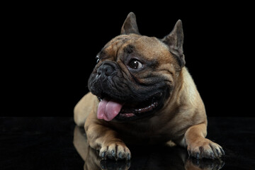 Fototapeta premium Portrait. Young French Bulldog is posing. Cute doggy or pet is playing, running and looking happy isolated on black background. Studio photoshot. Concept of motion, movement, action. Copyspace.
