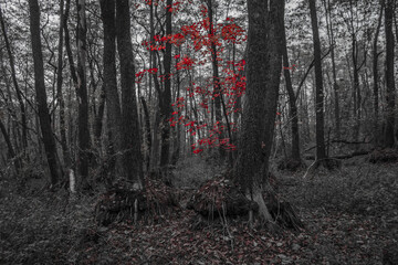 old withered swamp in black and white 