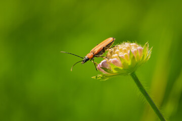 little beetle firefighter resting on a wildflower 