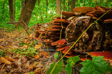 tinder fungus colony on old fallen tree 