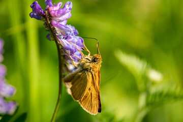 butterfly drinks nectar from a wildflower 