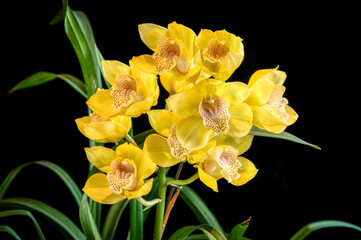 Cymbidium orchid Love Messenger 'Little Tiger', a yellow flowered orchid