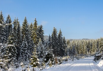 amazing winter landscape with blue sky and sunshine und snow covered trees