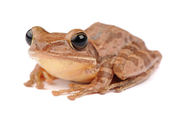 Frog Isolated on White Background