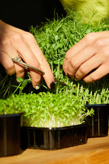 Woman cut by scissors microgreen at wooden table, hard light, close up, copy space. Home gardering,...