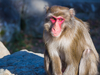 大分県高崎山自然動物園のサルたち