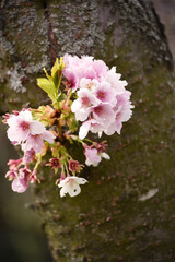 Sakura flowers growing from a tree trunk. The awakening of life in the spring.