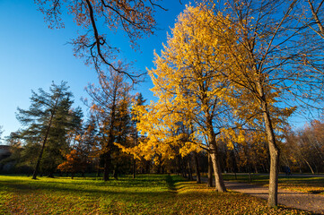 View of city park in autumn