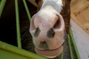 horse muzzle close-up view from bottom to top, soft focus	