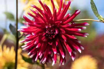 Multi - color cactus dahlia close up in the October Morning.Blur background