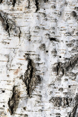 White textured background of birch bark with black stripes