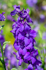 Consolida regalis var paniculatum a summer flowering plant with a purple blue summertime flower commonly known as larkspur, stock photo image