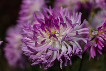 Multi - colored  cactus dahlia close up in the October Morning.on the side.2020
