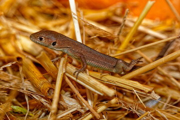 Cute brown lizard hiding between straws