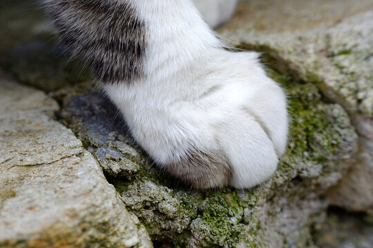 Close-up photo of cats paw - selective focus