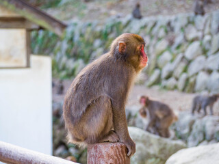 Obraz premium 大分県高崎自然動物園の凛々しいイケメンニホンザルの横顔
