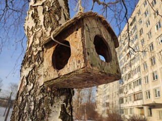 Old Homemade bird feeder hanging on a birch branch in the city in winter