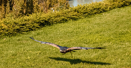 Beautiful eagle in flight on a sunny day in summer