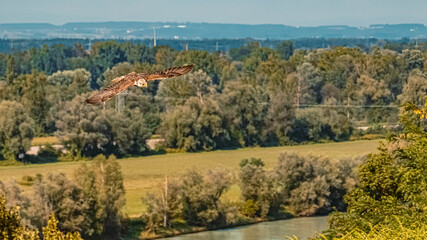 Beautiful falcon in flight on a sunny day in summer