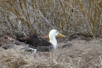 Waved Albatross in its nest in the Galapagos Islands 