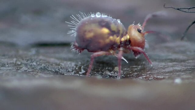 Kugelspringer (ca. 1mm)