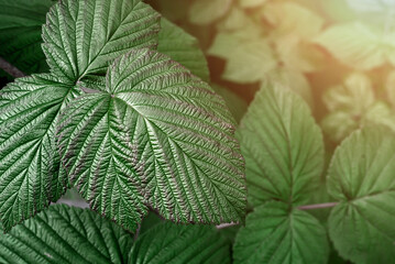 the green leaf of the plant is close-up against the background of sunlight. natural background