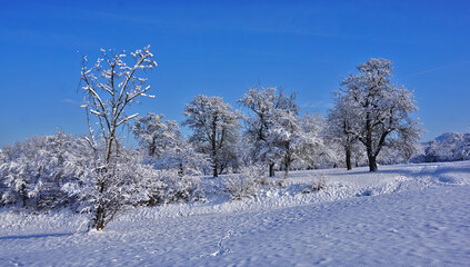 Streuobstwiese im Winter