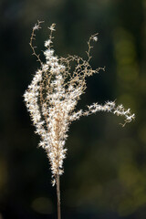 Pflanze im gegenlicht