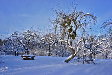 Streuobstwiese im Winter, Apfelbaum mit Misteln