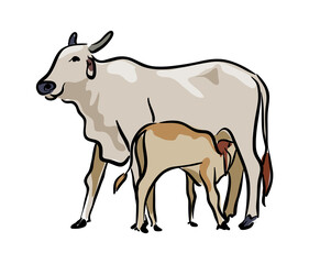 cow with calf drinking milk from mother cow illustration