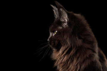 Portrait of Huge Black Maine Coon Cat in profile view on Isolated Black Background