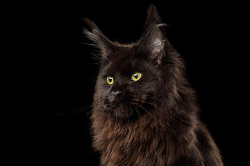 Portrait of Huge Black Maine Coon Cat sitting on Isolated Black Background