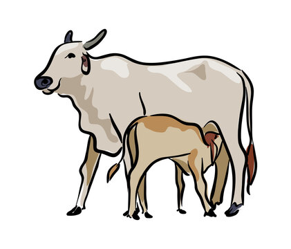 Discover more than 80 cow with calf drawing best