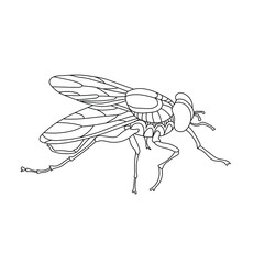 Vector hand drawn insect fly. Illustration on the theme of wildlife, dangerous animals, parasites. Coloring antistress