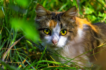 Naklejka na ściany i meble Spotted cat in the grass. He hides and looks at the camera. Summer day.