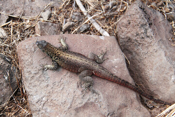 Lava Lizard of the Galapagos Islands 