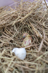 The Leghorn chick newborn was hatched from an egg in the nest.