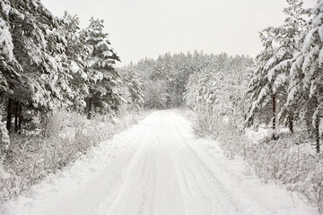 Snow covered Forest Road in Sweden